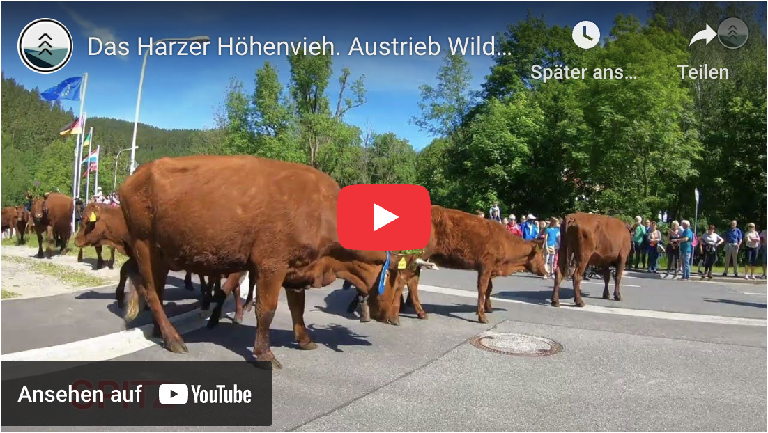 Vorschaubild Video